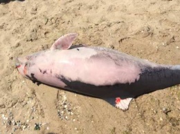 Мертвый дельфин разлагается на пляже в Затоке