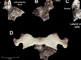 Найдены останки старейшего прямоходящего гоминида