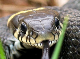 В Кривом Роге змея залезла прямо в машину: будьте осторожны (Фото)