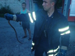 В Кривом Роге вызвали спасателей, чтобы те помогли справиться со змеей, пробравшихся на территорию личного имущества