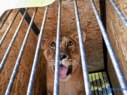 Пятеро львят из бердянского зоопарка отправились на родину - в Южную Африку. Фото