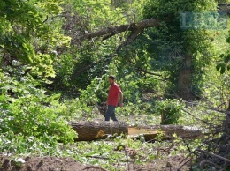 В Протасовом Яру застройщик возобновил срезку деревьев (обновлено)