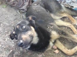 Собачья жизнь: травмированному в ДТП псу нелюди сломали челюсть