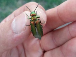 Днепрян напугали «страшные зеленые» жуки
