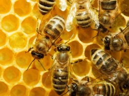 Супрун опровергла утверждение об эффективности лечения ядом пчел и их гудением