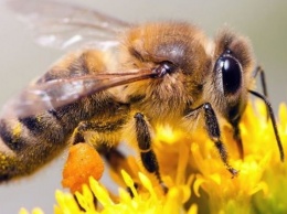 «Панацея» на кончике жала: принесет ли пользу покровчанам укус пчелы?