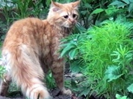В Никополе спасли котика, который трое суток провел на дереве