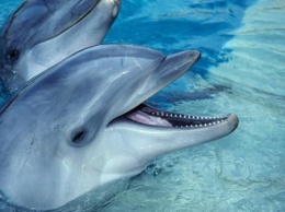 За 60 лет популяция дельфинов в Украине резко уменьшилась, - Минприроды