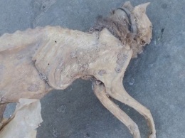 Житель Запорожской области нашел мумию в подвале дома (ФОТО 18+)