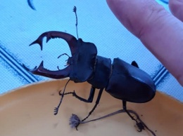 Днепрян шокировали размеры гигантских жуков, за которых "светит" штраф (Фото)