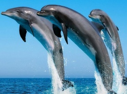 Отдыхающим на Азовском море дельфины устроили настоящее шоу (Видео)