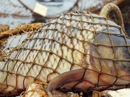 На Днепропетровщине браконьеры нанесли ущерб рыбному хозяйству почти на 331 000 гривен