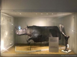 Возвращение доисторических исполинов: уникальная выставка открывается во Львове Важно