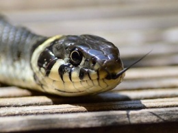 В Днепре в частный дом заползла длинная змея