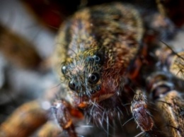 Гигантский паук съел опоссума в отеле: фото