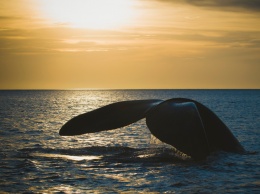На Аляске записали серенаду влюбленного кита (АУДИО)