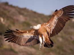 Гигантскую птицу с двухметровым размахом крыльев поймали под Сумами (ФОТО, ВИДЕО)