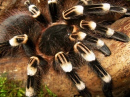 Страус, изумрудный удав и даже паук-птицеед: самые необычные животные Днепра (Фото)