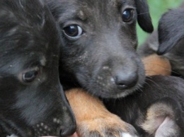 Подарите любовь и тепло: черные щенки ищут дом
