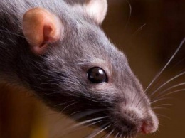 В Херсоне крысы атакуют грудничков