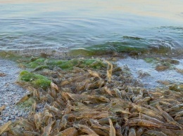 «Ученые»-браконьеры наловили в Каланчакском лимане рыбы на 250 тысяч