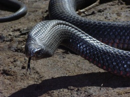 На Днепропетровщине змея заползла на территорию частного дома