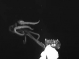 Почти 4 метра! В США обнаружили гигантского живого кальмара