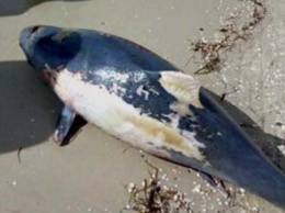 В Запорожской области на берегу моря нашли мертвого обитателя глубин (Фото)