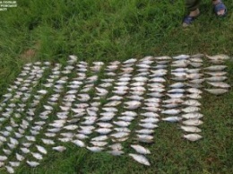На Днепропетровщине браконьер нанес ущерб рыбному хозяйству области на сумму больше 20 тыс. гривен