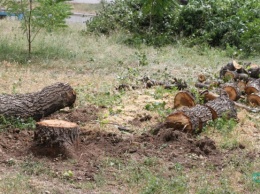 Сегодня на ж/м Фрунзенском без уведомления жильцов начали спиливать деревья