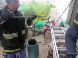 Под Днепром в частный дом заползла метровая змея