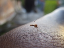 Кого чаще всего кусают комары: ученые дали ответ