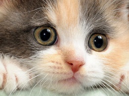 Подарите любовь и тепло: в Никополе в заброшенном подвал нашли котят