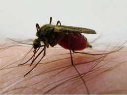 Ученые выяснили, по каким признакам комары выбирают своих «жертв»