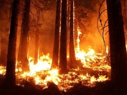 В Испании площадь лесного пожара достигла 5 тысяч гектаров