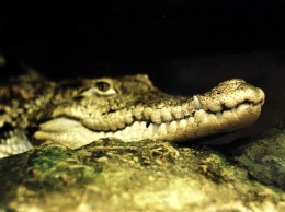 Среди древних крокодилов нашлись вегетарианцы