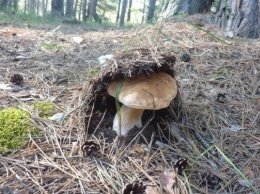 В Херсонской области среди жаркого лета появились деликатесные грибы