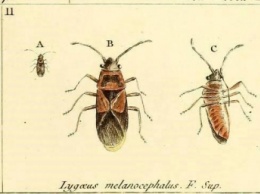 Запорожский ученый объяснил нашествие жуков в квартиры горожан