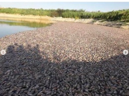 Река в Запорожской области наполнилась мертвой рыбой