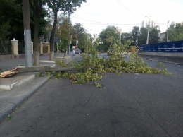 В Днепре на Яворницкого из-за ветра на дорогу упало дерево