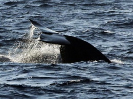У побережья Канады нашли шесть мертвых североатлантических китов. Этот вид находится на грани исчезновения