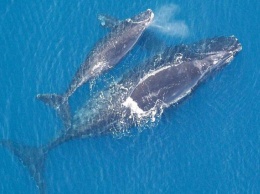 У берегов Канады найдены тела шести северных гладких китов