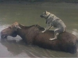 "Как скучно мы живем!" Собака верхом на плывущем лосе вызвала восторг в сети. ВИДЕО