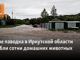 В зоне паводка в Иркутской области погибли сотни домашних животных