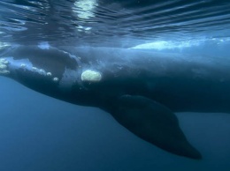 Япония спустя 30 лет возобновляет китобойный промысел