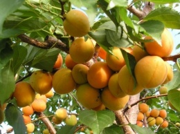 Жители Херсонщины «штурмуют» фруктовые деревья