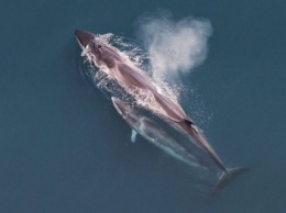Япония возобновляет китобойный промысел