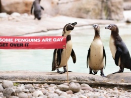 «Некоторые пингвины - геи»: чем удивил лондонский зоопарк