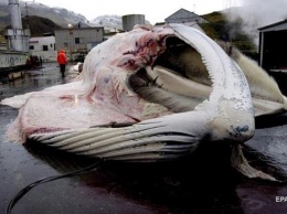 Япония разрешила вылов 227 китов трех видов