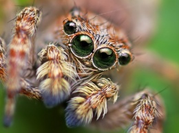 Бояться нельзя: что значит, если увидели паука